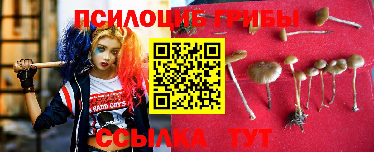Псилоцибиновые грибы Psilocybe  хочу наркоту  Красный Сулин  Псилоцибиновые грибы Magic Shrooms  Вход с VPN 